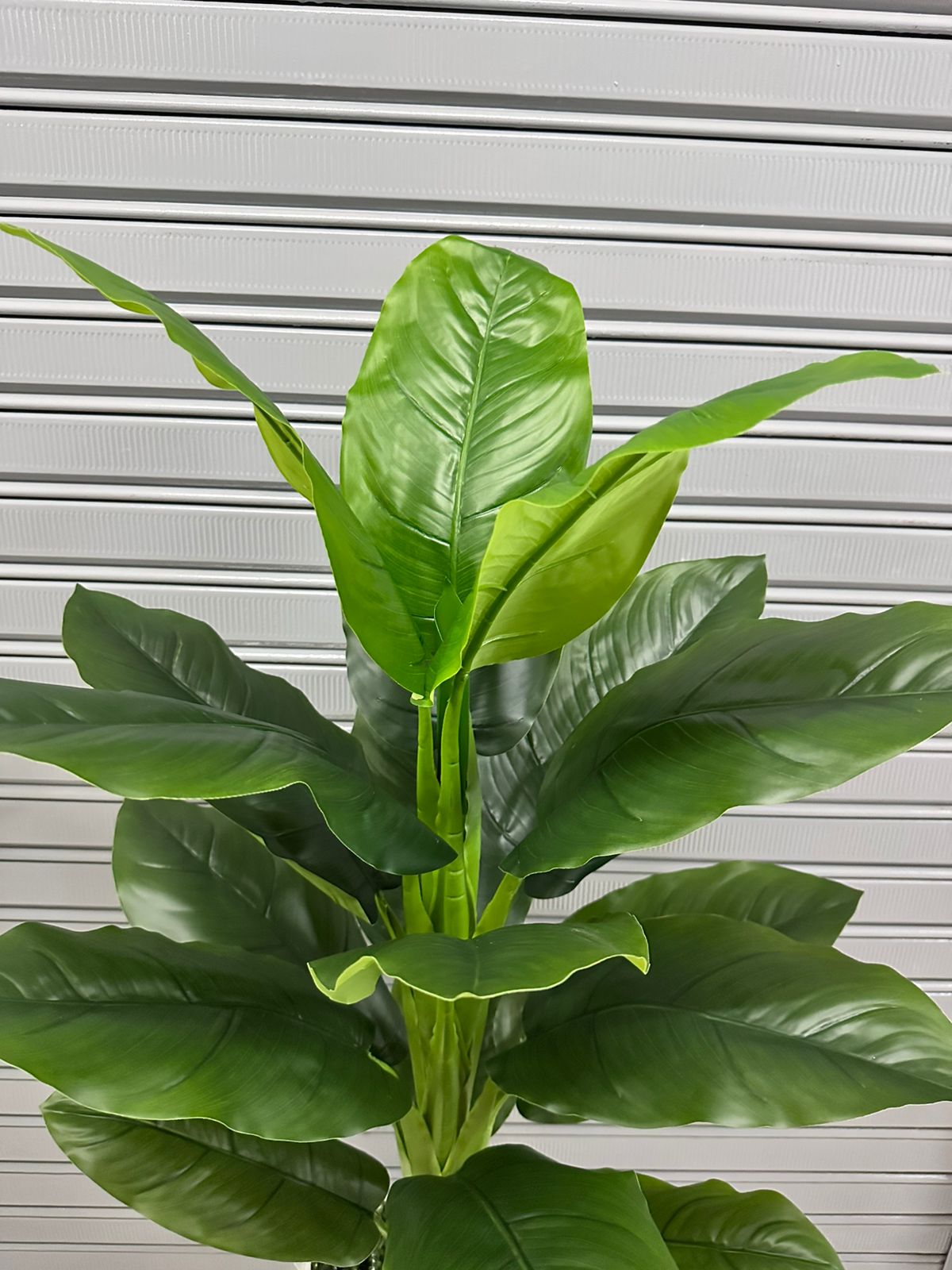 Planta de achira de 160cm